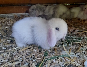 Hasen Baby (Minilop) Bild 8