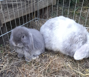 Hasen Baby (Minilop) Bild 3