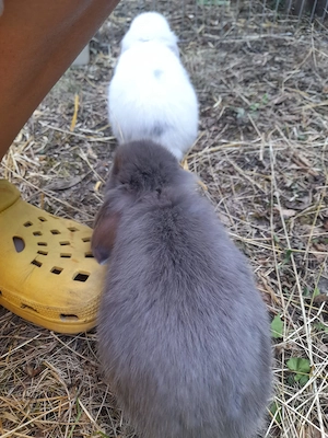 Hasen Baby (Minilop) Bild 4