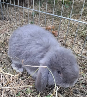 Hasen Baby (Minilop) Bild 6