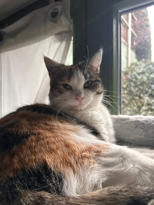 Vermissen unsere Katze Sansa Bild 4