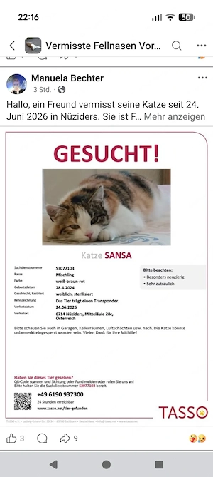 Vermissen unsere Katze Sansa Bild 3