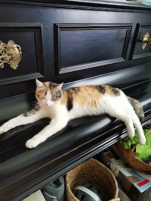 Vermissen unsere Katze Sansa Bild 2