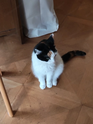 Katzen zu verschenken  Bild 2
