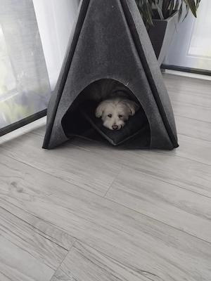 Tippizelt Hunde, Katzen Bild 3