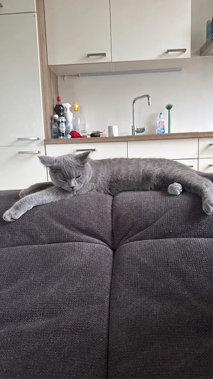 Britisch Kurzhaar sucht neuen zuhause Bild 3