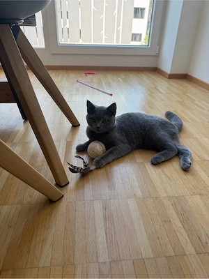 Britisch Kurzhaar sucht neuen zuhause Bild 2