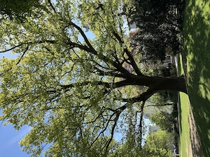 Zuverlässige Dame , aus Deutschland, sucht !!!dringend eine Wohnung, bis 800  , Innsbruck, Umgebung 