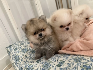 Reinrassiger Pomeranian-Zwergspitz Bild 4