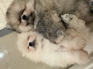 Reinrassiger Pomeranian-Zwergspitz Bild 5