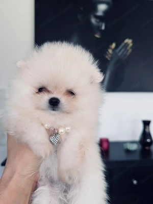 Reinrassiger Pomeranian-Zwergspitz Bild 3