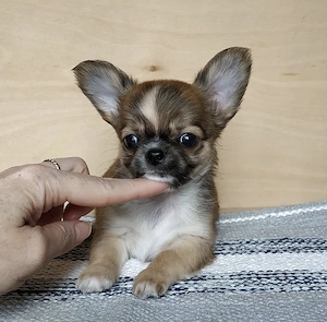 Reinrassige KH LH Chihuahua Welpen  Bild 5