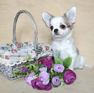 Reinrassige KH LH Chihuahua Welpen  Bild 3