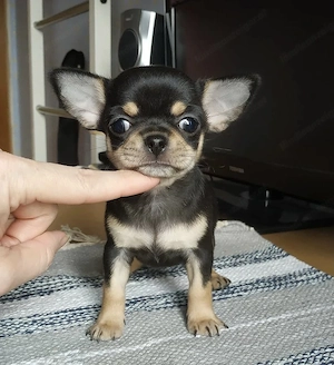 Reinrassige KH LH Chihuahua Welpen  Bild 2