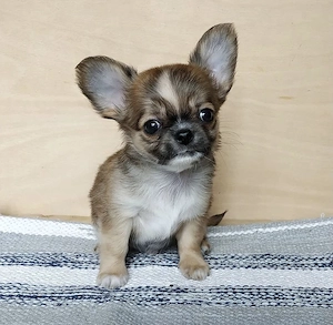 Reinrassige KH LH Chihuahua Welpen  Bild 3