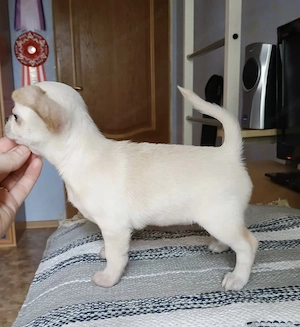 Reinrassige KH LH Chihuahua Welpen  Bild 2