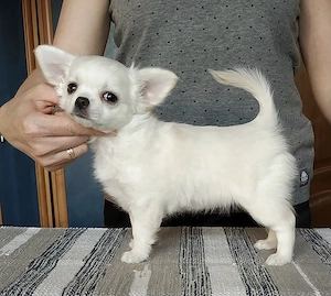 Reinrassige KH LH Chihuahua Welpen  Bild 5