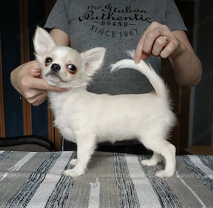Reinrassige KH LH Chihuahua Welpen  Bild 4