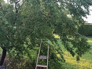 mirabellen zum abholen  Bild 2