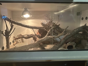 Bartergam mit Terrarium
