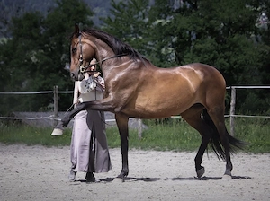 Beritt & Unterricht  in der Altklassischen Reitkunst Bild 4
