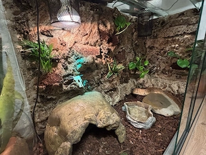 terrarium  schlange  Bild 2