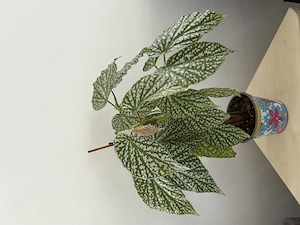 Zimmerpflanze Begonia 