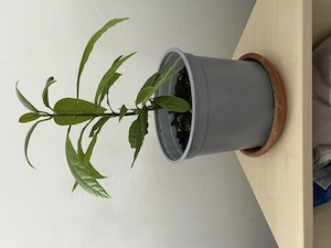 Avocado Pflanze  Bild 2