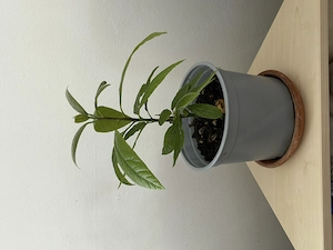 Avocado Pflanze  Bild 3