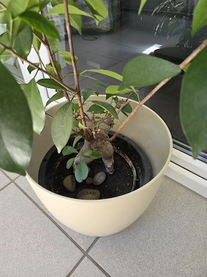 Ficus Ginseng Pflanze (Bonsai) inkl. Übertopf Bild 2