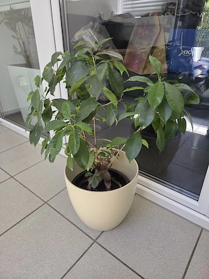 Ficus Ginseng Pflanze (Bonsai) inkl. Übertopf Bild 3