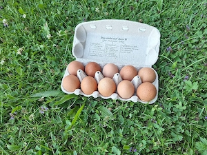 Alt Bio Legehühner Bild 2