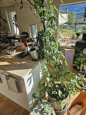 Monstera Minima Zimmerpflanze Bild 4