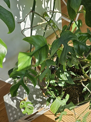 Monstera Minima Zimmerpflanze Bild 3