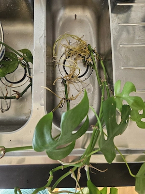 Monstera Minima Zimmerpflanze Bild 2