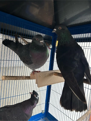 junge Tauben mit zwei küken Bild 2