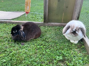 3 Zwergkaninchen Bild 2