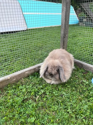 3 Zwergkaninchen Bild 4