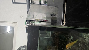 Aqua Schuran Überlaufbox aus Acrylglas für Aquarien Bild 4