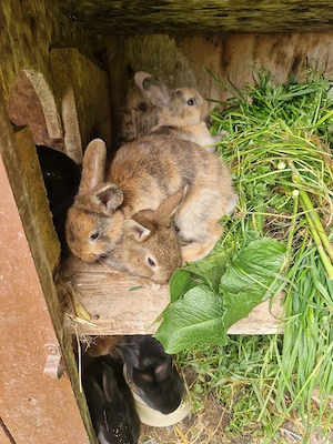 Junge Hasen Kaninchen männlich Bild 3