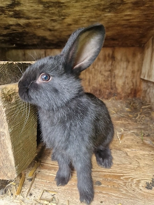 Junge Hasen Kaninchen männlich Bild 2