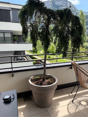 Wunderschöne blaue Hänge-Zeder   für Balkon Terrasse im Set Bild 3