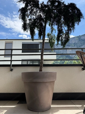 Wunderschöne blaue Hänge-Zeder   für Balkon Terrasse im Set Bild 2