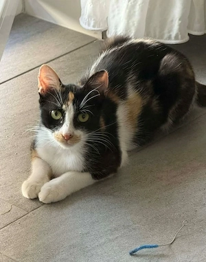 Calypso möchte IHR Herz erobern Bild 3
