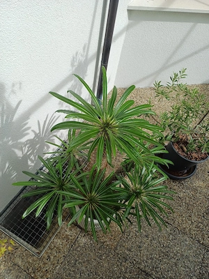 Schnäppchen ,,Palme'' Bild 3
