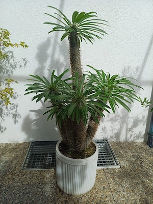 Schnäppchen ,,Palme''
