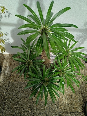 Schnäppchen ,,Palme'' Bild 2