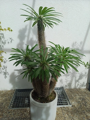 Schnäppchen ,,Palme'' Bild 4