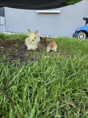 Hase zu vergeben Bild 2