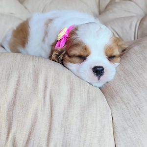 Wunderschöne Beagle-Welpen suchen ein Zuhause fürs Leben Bild 2